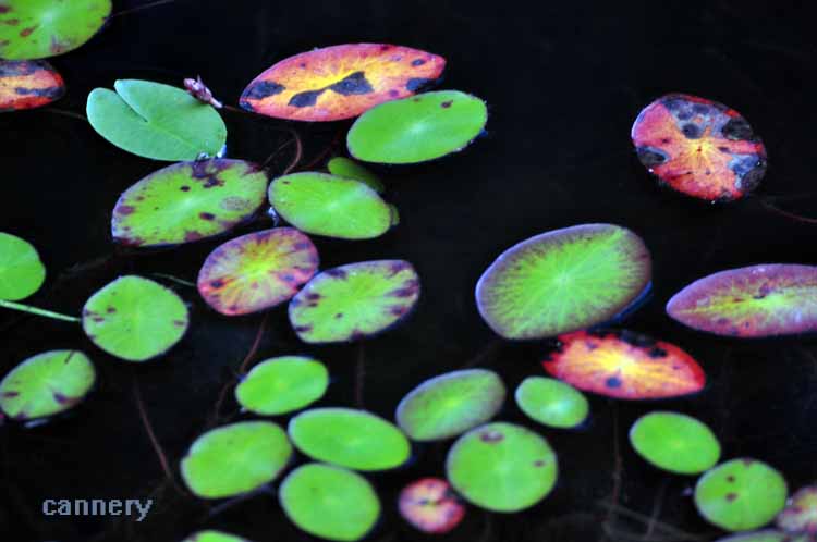 lily pads